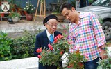Ngắm hoa hồng bonsai trị giá cả trăm triệu đồng khoe sắc